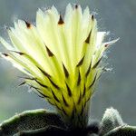 Astrophytum myriostigma Kvet