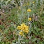 Pseudognaphalium affine Blatt