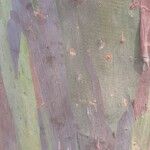 Eucalyptus deglupta Corteza