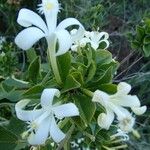 Turraea mombassana Άλλα