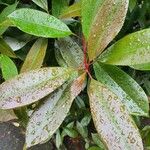 Photinia serratifolia Лист
