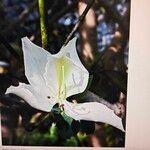 Bauhinia acuminata Bloem