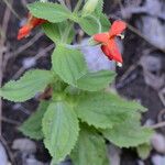 Mimulus cardinalis Hábito