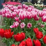 Tulipa gesnerianaFlower