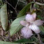 Drymonia serrulata Flower