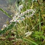 Symphyotrichum ericoides Кветка