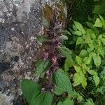 Stachys alpina Blomma
