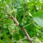 Acalypha emirnensis Frukt