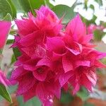 Bougainvillea glabraLehti