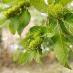 Nothofagus alpina Fruto
