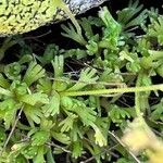 Saxifraga exarata Hoja