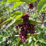 Leycesteria formosa Vaisius