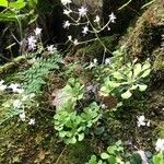 Saxifraga cuneifolia ফুল