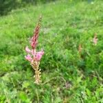 Onobrychis arenaria Kukka