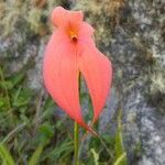 Masdevallia veitchiana Flower