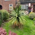 Cordyline indivisa পাতা