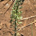 Albuca virens പുഷ്പം