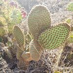 Opuntia rufida Blad