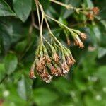 Ageratina ligustrina Fruto