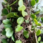 Pyrrosia piloselloides ഇല