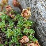 Saxifraga oppositifolia Hoja