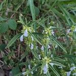 Leucas lavandulifolia Fleur