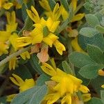 Acmispon decumbens Fiore