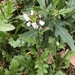 Diplotaxis erucoides Blatt