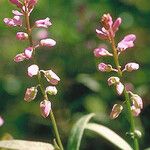 Polygala polygama Cvet