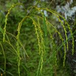 Psilotum nudum Leaf