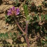 Astragalus echinatus Цветок