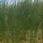 Typha domingensis Folha