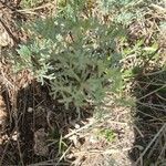 Artemisia californica Folha