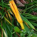 Hemerocallis lilioasphodelusBlomst