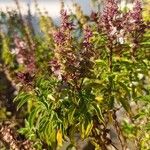 Ocimum americanum 花