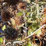 Eryngium planum Feuille