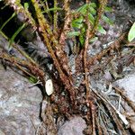 Polystichum imbricans Habit