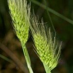 Cynosurus effusus Fruit