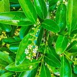 Citharexylum montevidense Flor