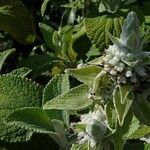 Sideritis macrostachyos Blad