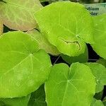 Epimedium perralderianum Leaf