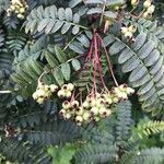 Sorbus koehneana Fruit