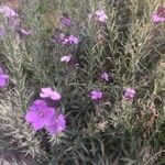 Erysimum scoparium Çiçek