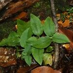 Goodyera viridiflora Hábito