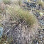 Paramochloa effusa Tervik taim