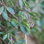 Chenopodium nutans Levél