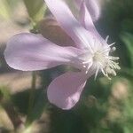 Saponaria officinalisFlor