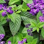Heliotropium arborescens List