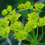 Euphorbia cyparissias Flor