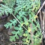 Phacelia distans Lehti